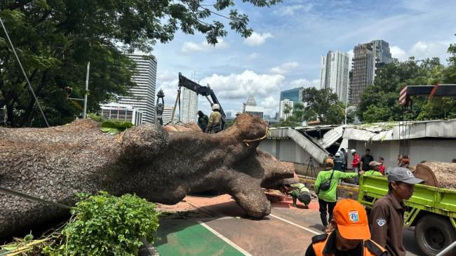 Penyebab Pohon Raksasa Tumbang Timpa Jalur MRT di Jalan Sisingamangaraja Jakarta
