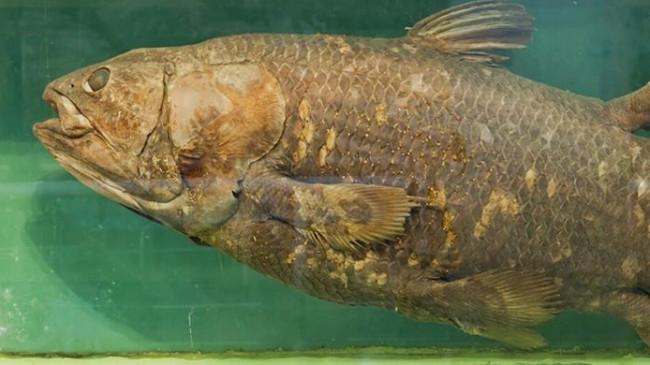 Ikan Taksa Lazarus Diyakini Punah 66 Juta Tahun Lalu, Ditemukan di Indonesia