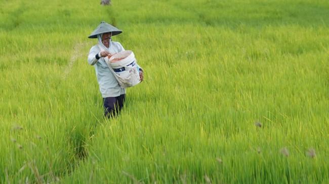 Stok Pupuk Dipastikan Aman, Mentan Amran Tegaskan Kasus Pupuk Tak Ganggu Pertanaman Petani