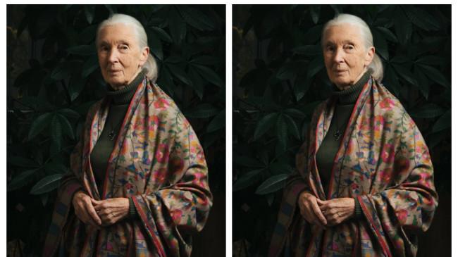 Mengenang Sosok Jane Goodall, Ahli Primata dan Konservasionis yang Pernah Jadi Utusan Perdamaian PBB