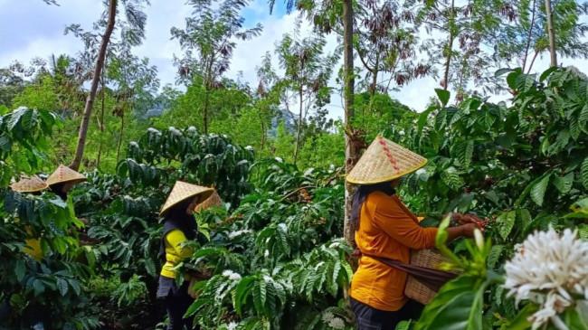 Kopi Arabika Jawa Kembali Ditanam di Lereng Ijen, Jadi Harapan Ekonomi Hijau Bondowoso