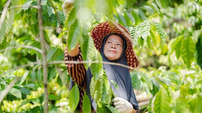 Dapat Pendampingan Budidaya Sampai Pascapanen, Kopi Aranio Khas Kabupaten Banjar Naik Kelas