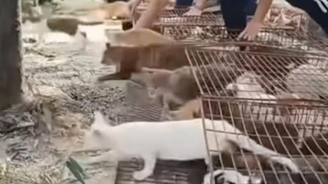 Pelepasan 1.100 Kucing ke Waduk dalam Ritual ‘Pelepasan Hidup’ Picu Kemarahan Publik di Tiongkok