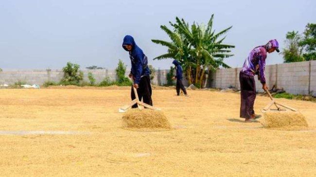 Kementerian Pertanian Minta Petani Fokus Jaga Produksi Pangan