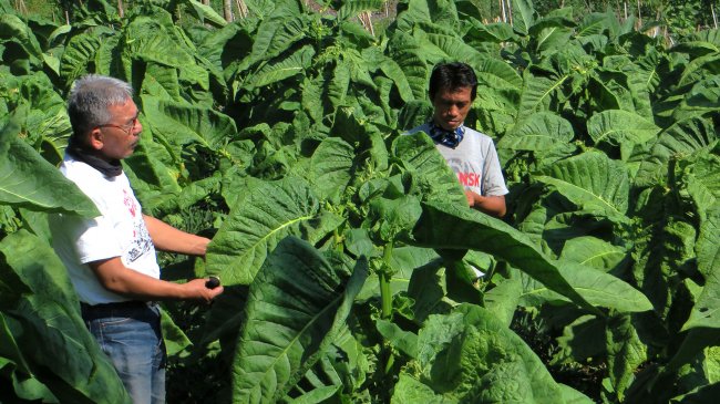 Hasil Studi Litbang Kompas: Kontribusi Industri Hasil Tembakau terhadap Ekonomi Indonesia