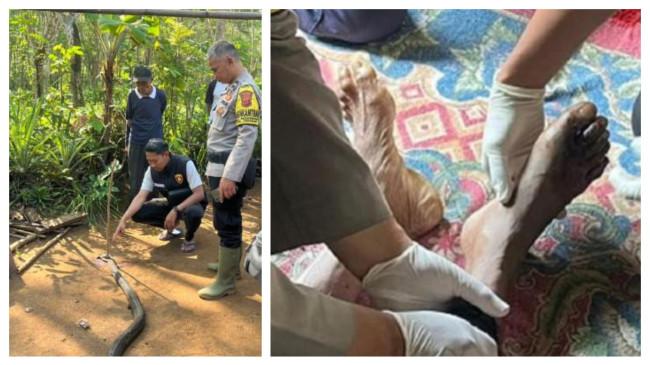 Petani yang Tewas usai Duel dengan King Kobra di Sukabumi Dulunya Kuliti Ular untuk Dijual