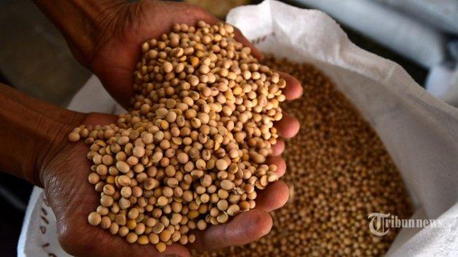 Pemerintah Genjot Produksi Kedelai, Gunakan 1 Juta Hektare Lahan Sawit Hasil Sitaan Negara