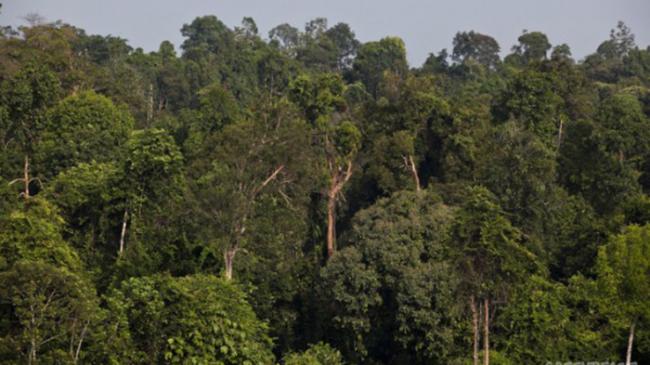 Relokasi Warga TN Tesso Nilo Tak Bisa Langsung Disebut Pelanggaran HAM karena Tujuannya Konservasi