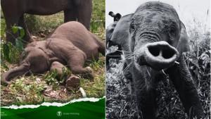 5-Fakta-Kematian-Tari-Anak-Gajah-Sumatera-yang-Viral-Kronologi-hingga-Banyak-Warganet-Ikut-Sedih.jpg