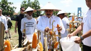 Agus-Andrianto-panen-jagung-hibrida-45-ton-di-Sidoarjo.jpg