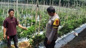 Aiptu-Yaman-Buktikan-Upaya-Swasembada-Pangan-Bisa-Diawali-dari-Pekarangan-Rumah.jpg