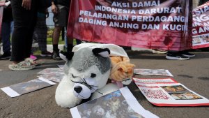 Aksi-Pelarangan-Perdagangan-Daging-Anjing-dan-Kucing_20241121_144049.jpg