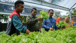 BUDIDAYA-RUMPUT-TEKI-Usaha-green-laundry-membuat-sabun-dari-rumput-teki.jpg