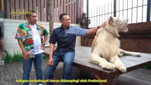 Bamsoet-dan-singa-putihnya-1.jpg