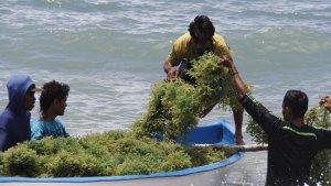 Budidaya-rumput-laut.jpg