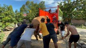 Gembul-Sapi-Kurban-Presiden-Prabowo-Ngamuk-di-Polewali-Mandar-Butuh-2-Jam-untuk-Ditenangkan.jpg