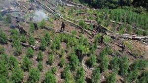 Hamparan-tanaman-ganja-ditemukan-di-kawasan-hutan-terbuka-Kabupaten-Gayo-Lues-Aceh.jpg