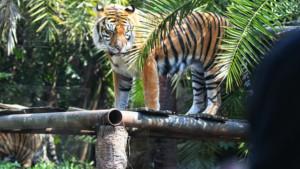 Harimau-Sumatera-di-Batu-Secret-Zoo.jpg