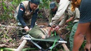 Harimau-sumatera-terjerat-perangkap-babi.jpg