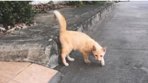 ILUSTRASI-HEWAN-KUCING.jpg
