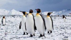ILustrasi-Penguin.jpg