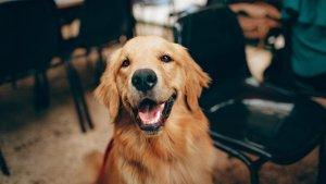 Ilustrasi-anjing-yang-diambil-dari-Pexels-pada-6-Mei-2025-Berikut-1.jpg