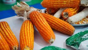 Ilustrasi-jagung.jpg