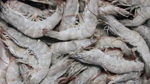 Ilustrasi-udang-beku-OK.jpg