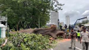 Insiden-pohon-besar-tumbang-terjadi-di-Jalan-Sisingamangaraja-Kebayoran-Baru.jpg