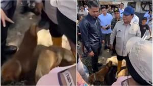 Kala-Prabowo-Puji-Aksi-Heroik-Anjing-Selamatkan-Tuannya-saat-Banjir-Bali-Kamu-Pahlawan.jpg
