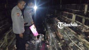 Kandang-ayam-di-Karanganyar.jpg