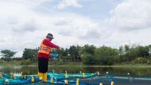 Karamba-apung-ikan-nila-OK.jpg