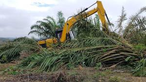 Kebun-sawit-ilegal-OK.jpg