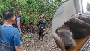 Kronologi-Pemburu-Madu-Hutan-Diserang-Beruang-di-Pelalawan-Riau-Wajah-Aziin-Luka-Parah-Dicakar.jpg
