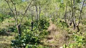 Lahan-perkebunan-kopi-Java-Coffee-Estate-di-Desa-Kali-Gedang.jpg