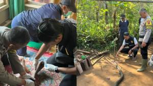 Ocang-73-petani-yang-tewas-setelah-melawan-ular-king-cobra.jpg