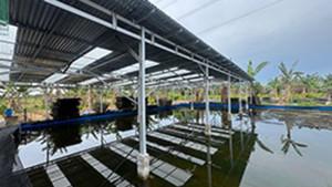 PENGEMBANGAN-UKM-Budidaya-kepiting-cangkang-lunak.jpg
