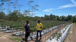 PETANI-HORTIKULTURA-NHM.jpg