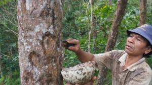 Panen-kemenyan-Tapanuli-Utara.jpg