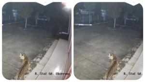 Penampakan-Harimau-Sumatera-terlihat-dari-CCTV-kantor-BRIN-di-Kabupaten-Agam.jpg