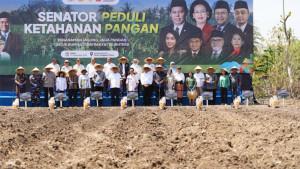 Penanaman-Bibit-Jagung-di-Kupang-Kementan.jpg
