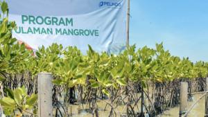 Penanaman-mangrove-Pelindo-solusi.jpg