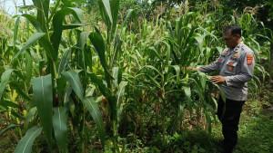 Polsek-Tempuran-Rawat-Jagung.jpg