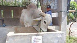 SAPI-KURBAN-PRABOWO-ONGOLE.jpg