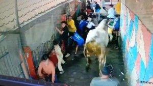 Sapi-Bandung-Ngamuk.jpg