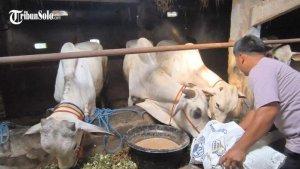 Sapi-kurban-di-Klaten-Jawa-Tengah.jpg