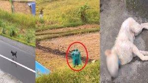 Seorang-pria-dewasa-terekam-menembak-anjing-anjing-yang-tengah-meneduh-di-Desa-Wisata-Jatiluwih.jpg