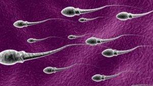Sperma-1-25032025.jpg