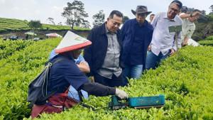 TEKNOLOGI-PEMETIK-TEH-Peninjauan-aktivitas-pemetikan-teh-di-Kebun-Teh-Rancabali.jpg