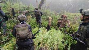 TNI-temukan-ladang-ganja-seluas-5000-meter-persegi-di-pegunungan-bintang-papua.jpg